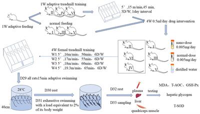 Effects of nano-Rhodiola rosea combined with treadmill exercise on anti-exercise fatigue in rats